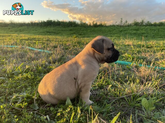 Boerboel X Puppies