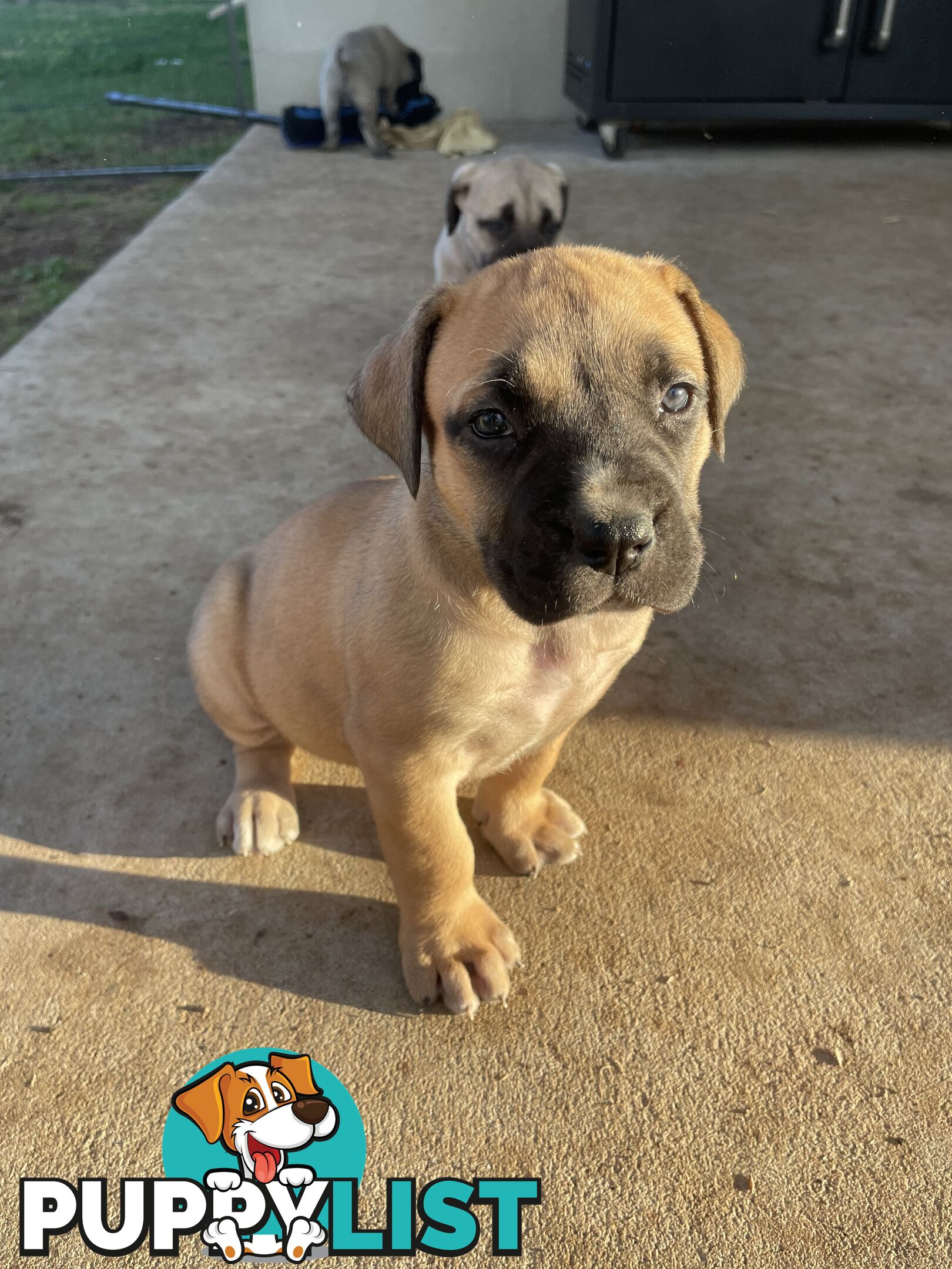 Boerboel X Puppies