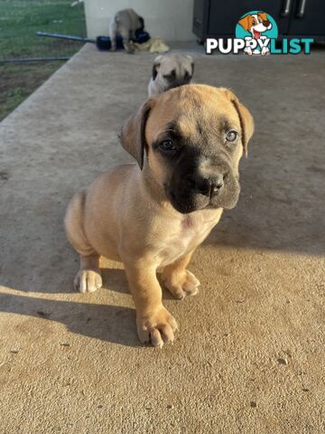 Boerboel X Puppies