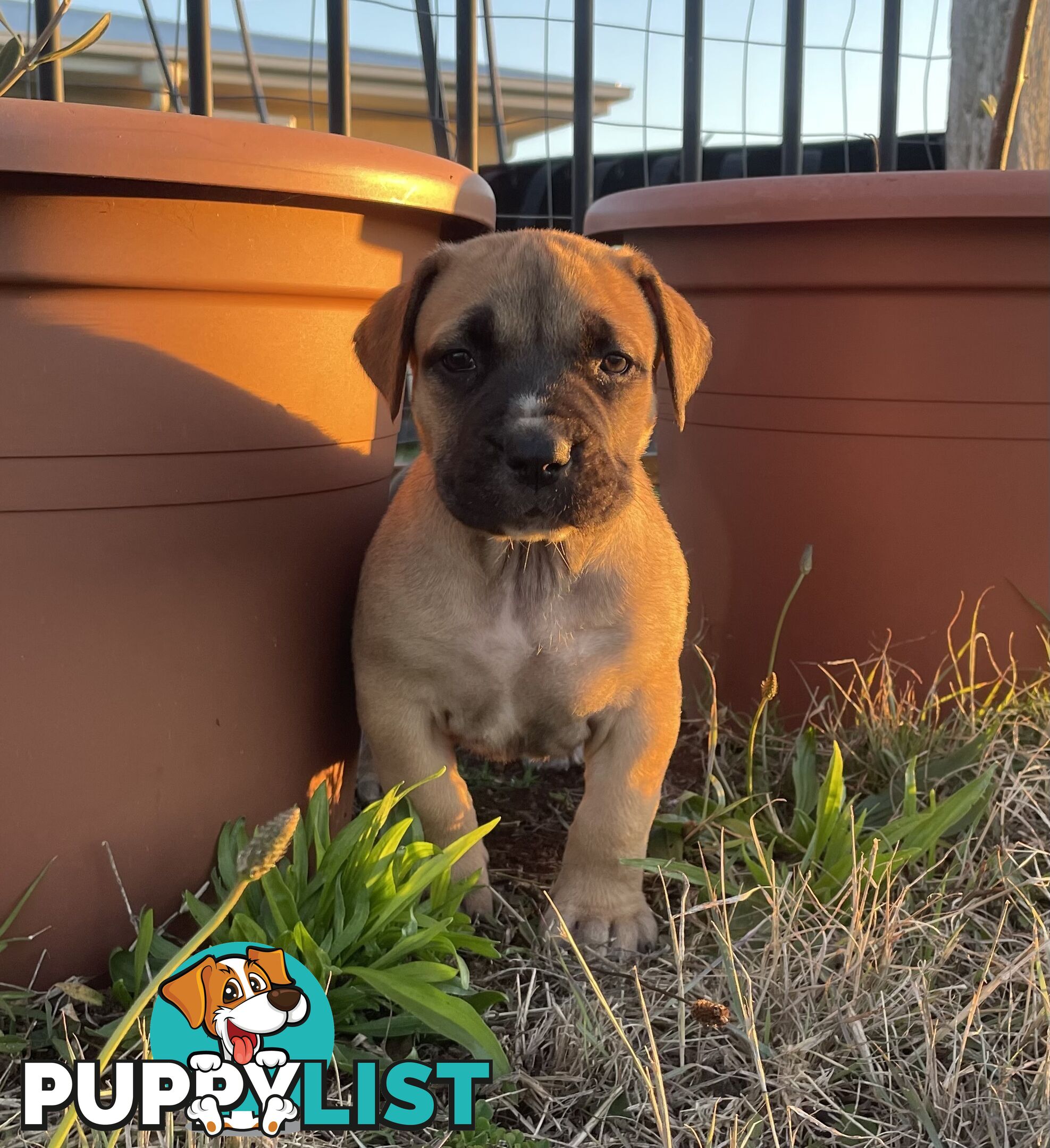 Boerboel X Puppies