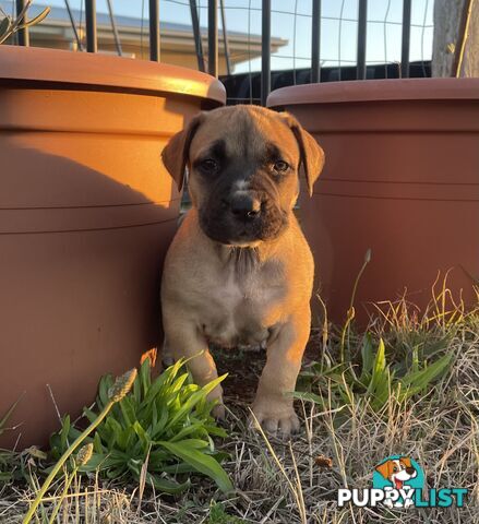 Boerboel X Puppies