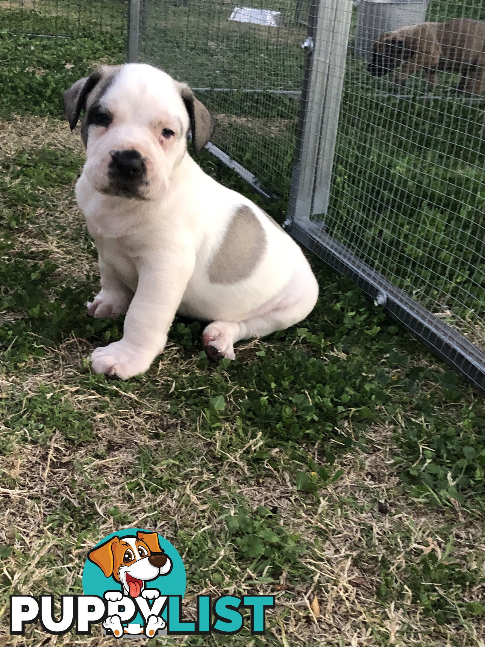 Boerboel X Puppies