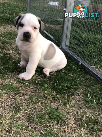 Boerboel X Puppies