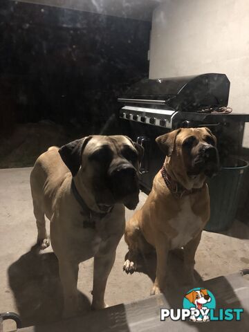 Boerboel X Puppies