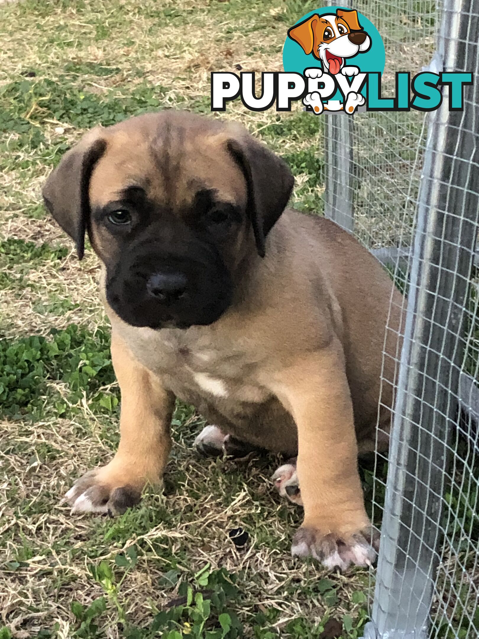 Boerboel X Puppies