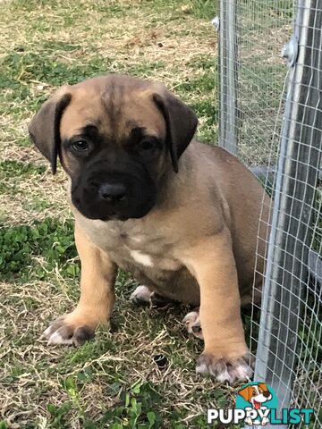 Boerboel X Puppies