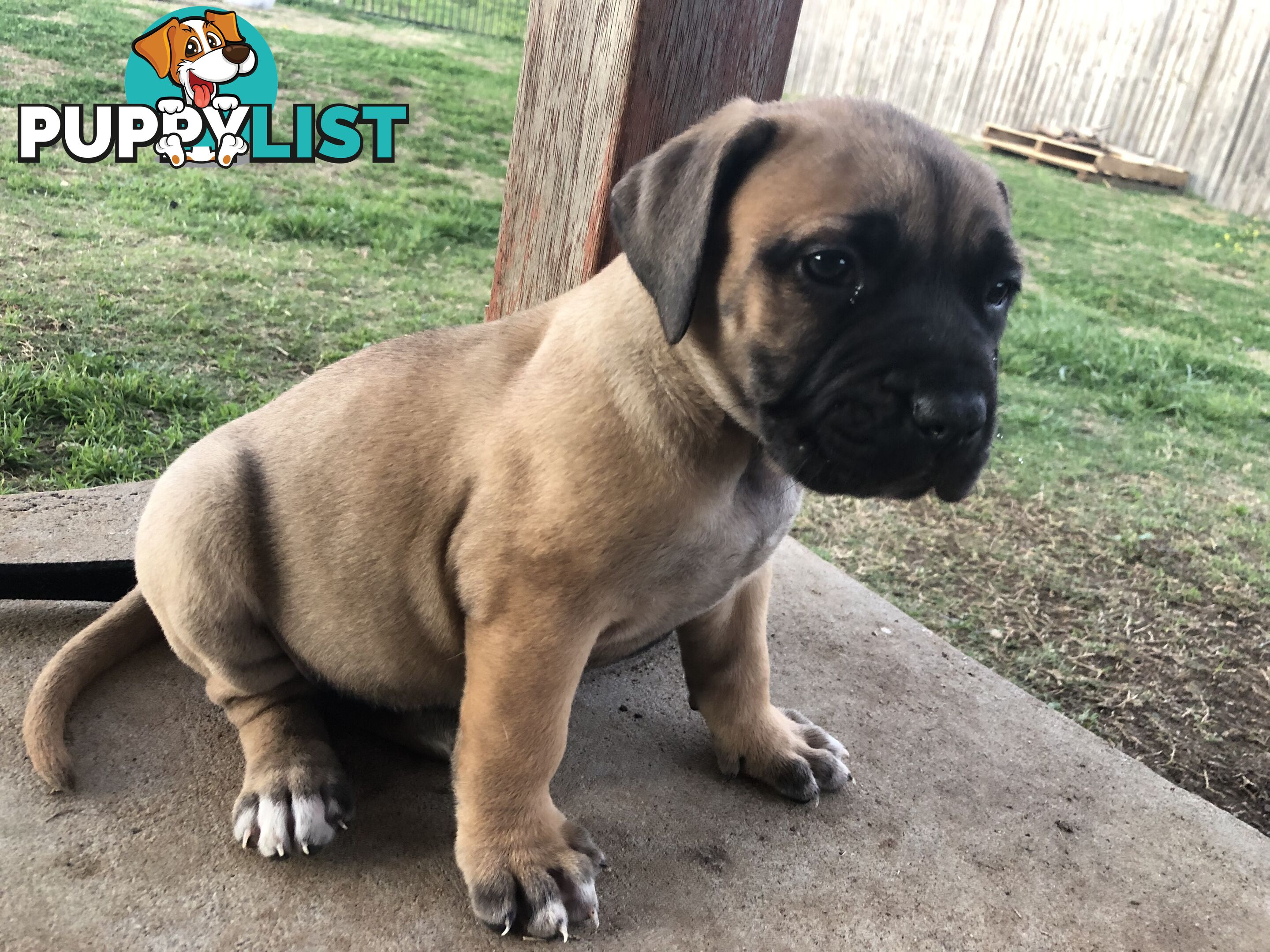 Boerboel X Puppies