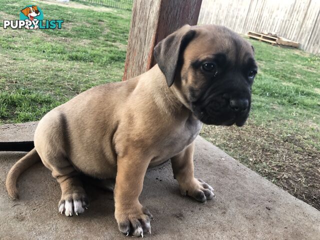 Boerboel X Puppies