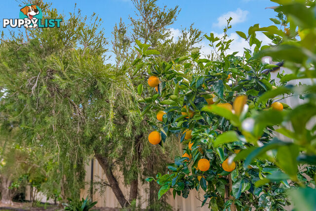 14 Beldale Court WELLINGTON POINT QLD 4160