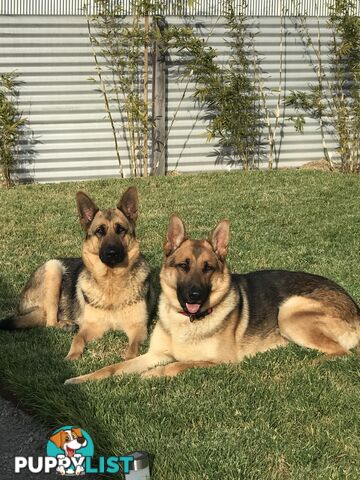 German Shepherd Puppies