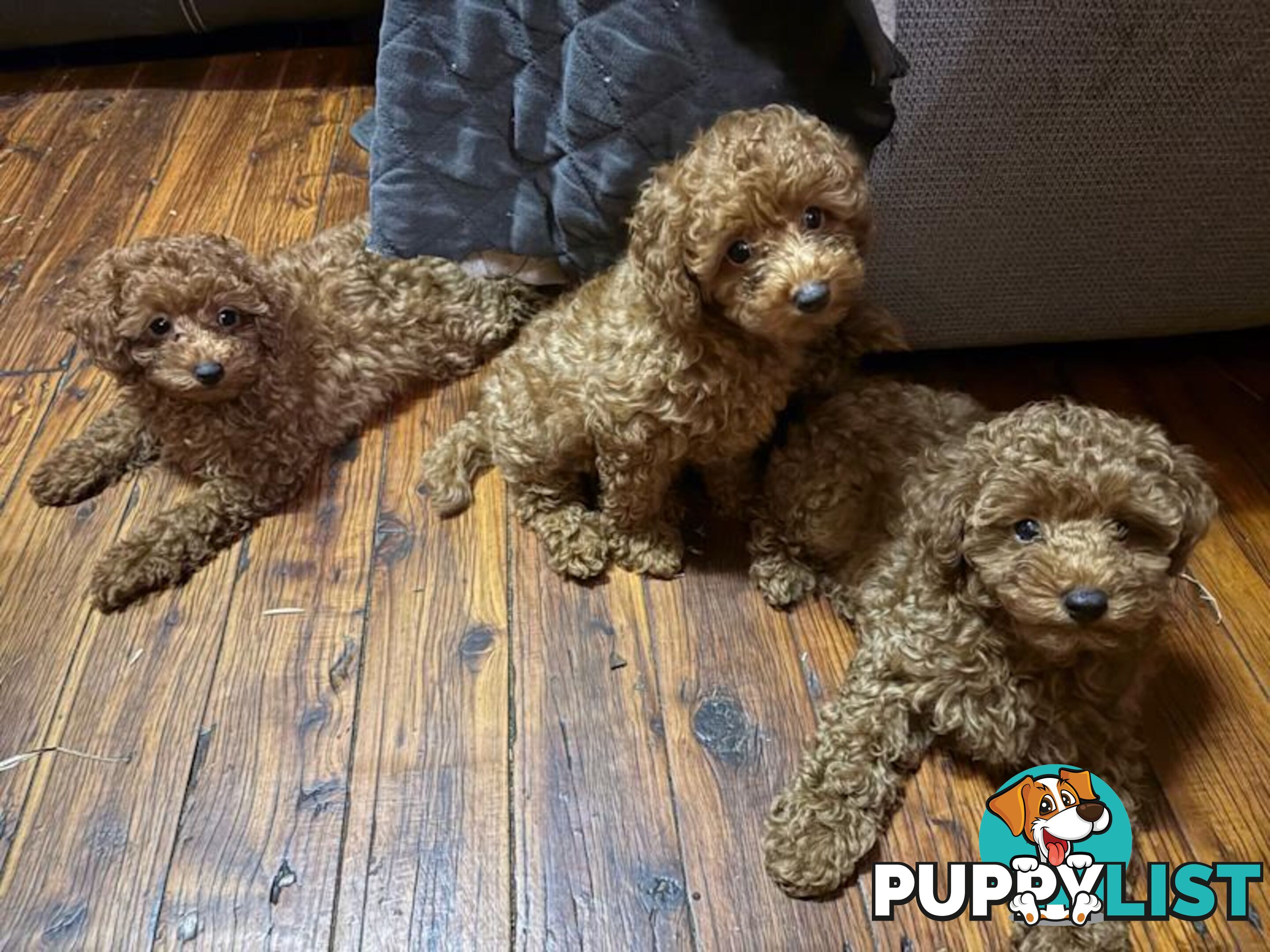 3 x Beautiful Red Toy Poodles (Pedigree Lineage).