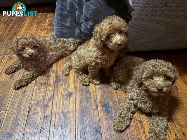 3 x Beautiful Red Toy Poodles (Pedigree Lineage).