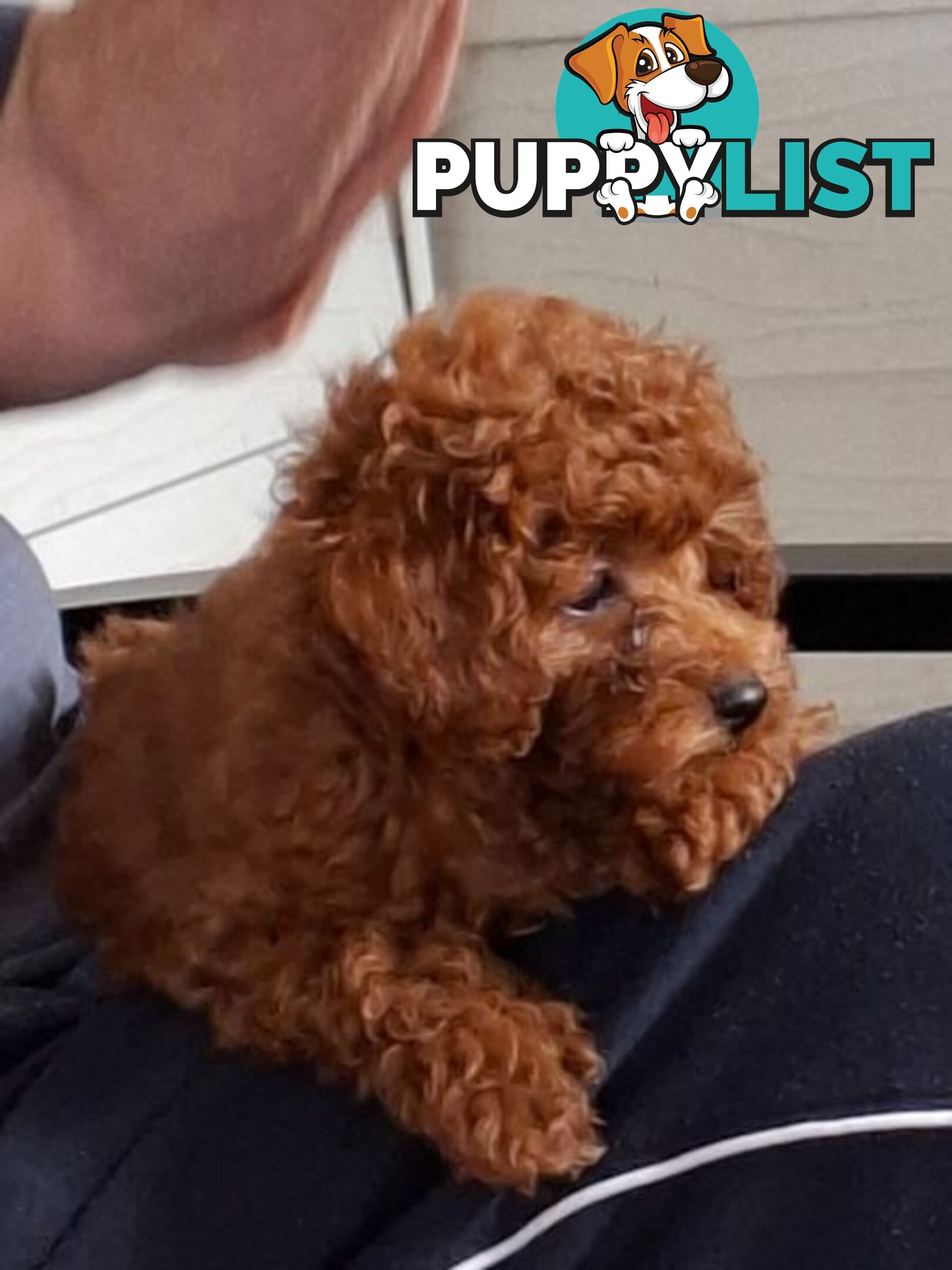 3 x Beautiful Red Toy Poodles (Pedigree Lineage).