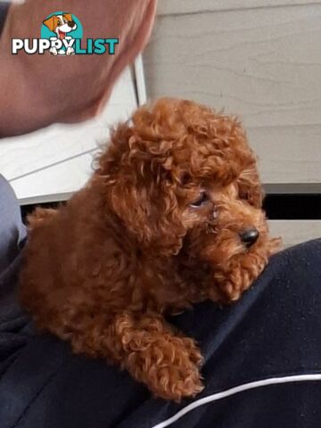 3 x Beautiful Red Toy Poodles (Pedigree Lineage).