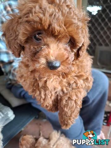 3 x Beautiful Red Toy Poodles (Pedigree Lineage).