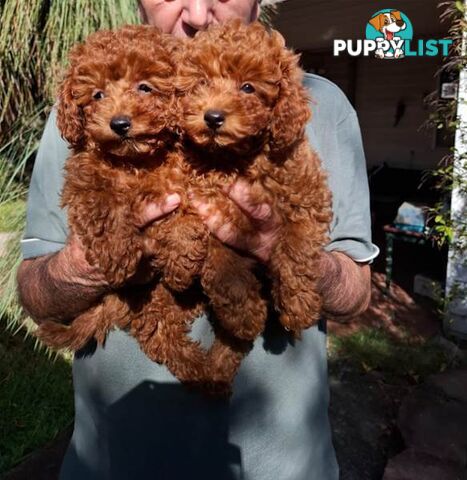 3 x Beautiful Red Toy Poodles (Pedigree Lineage).