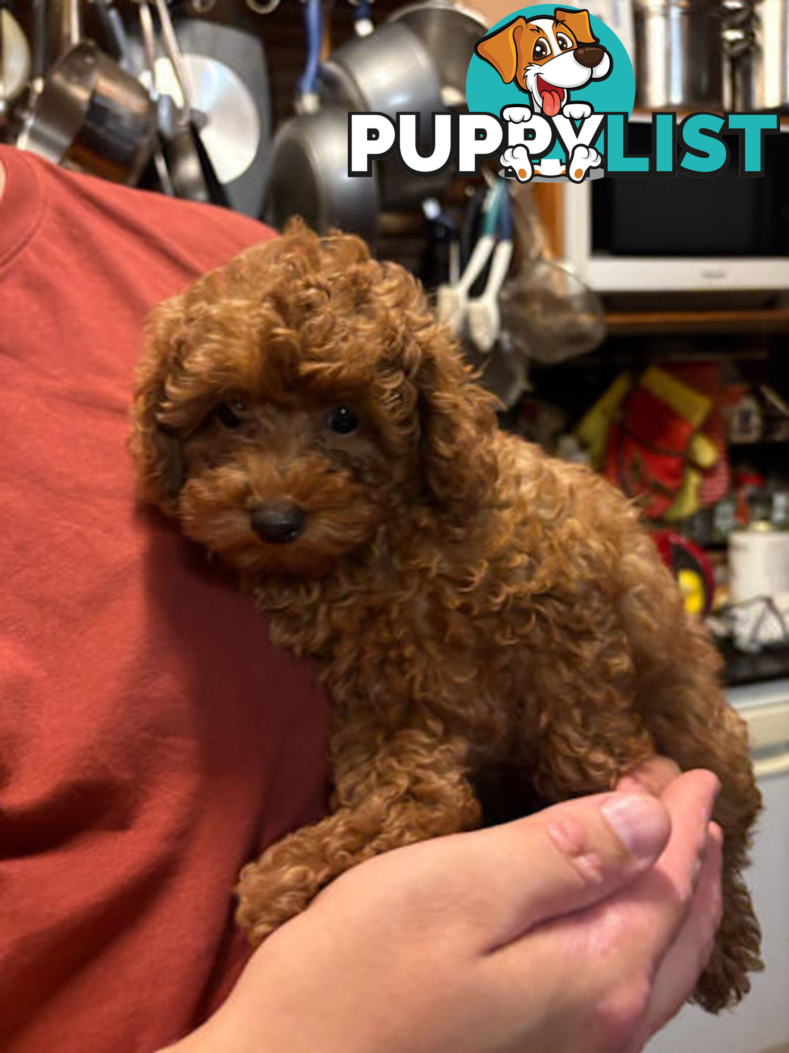 3 x Beautiful Red Toy Poodles (Pedigree Lineage).