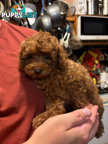 3 x Beautiful Red Toy Poodles (Pedigree Lineage).