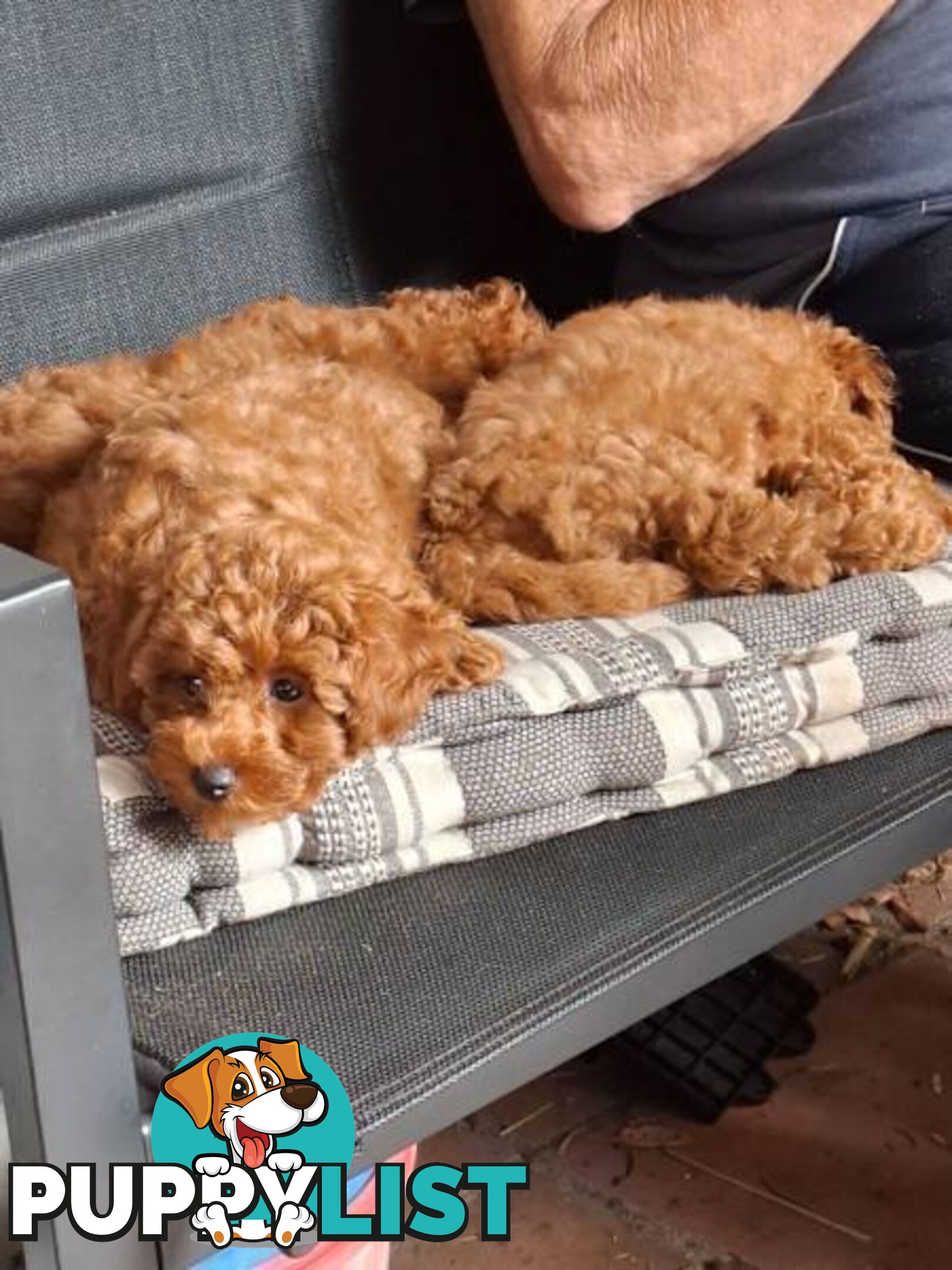 3 x Beautiful Red Toy Poodles (Pedigree Lineage).