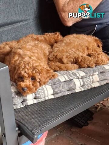 3 x Beautiful Red Toy Poodles (Pedigree Lineage).