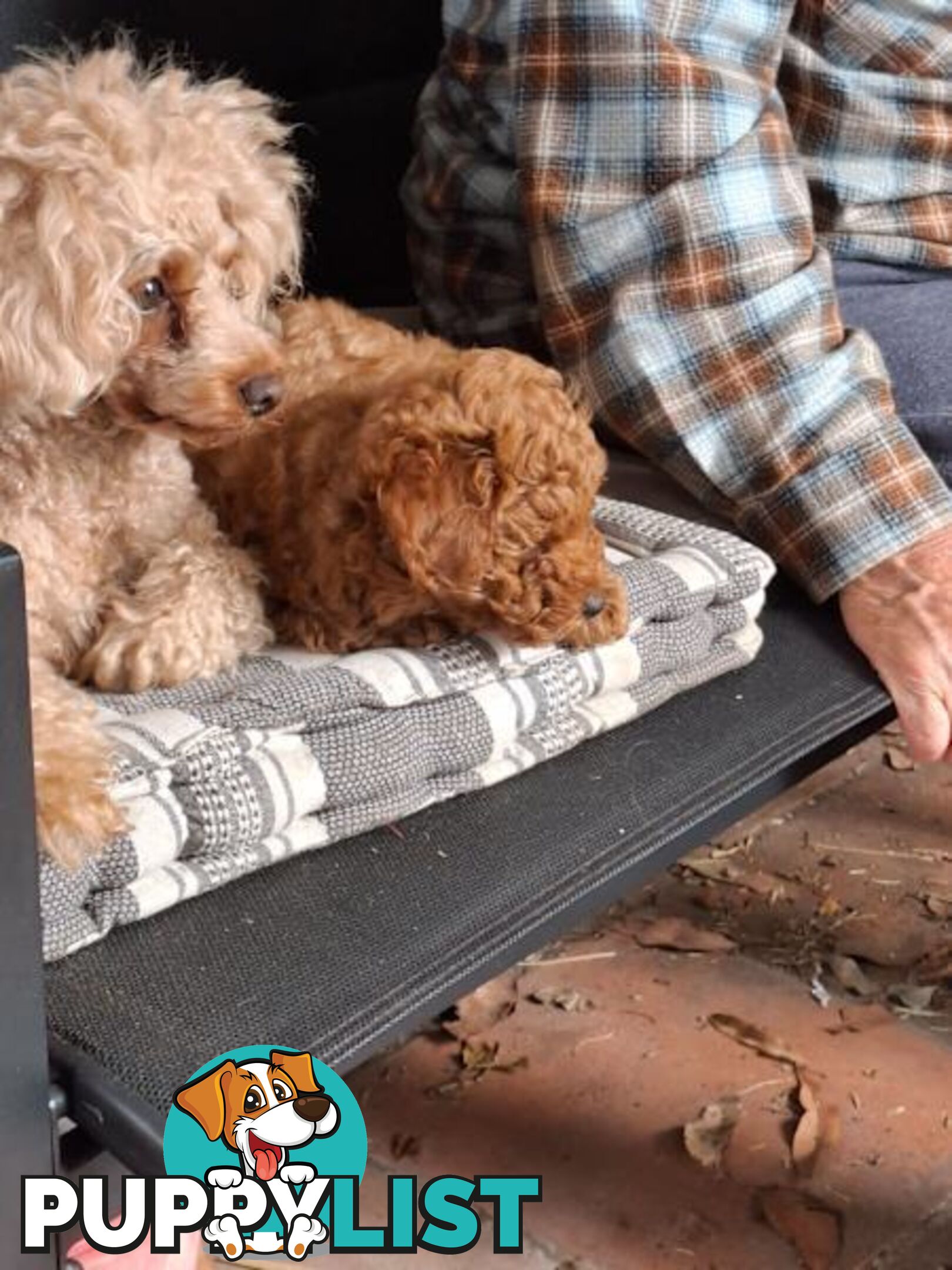 3 x Beautiful Red Toy Poodles (Pedigree Lineage).