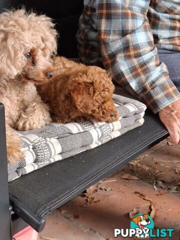 3 x Beautiful Red Toy Poodles (Pedigree Lineage).