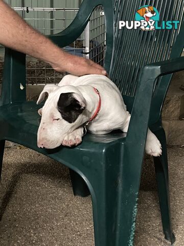 English bull terrier