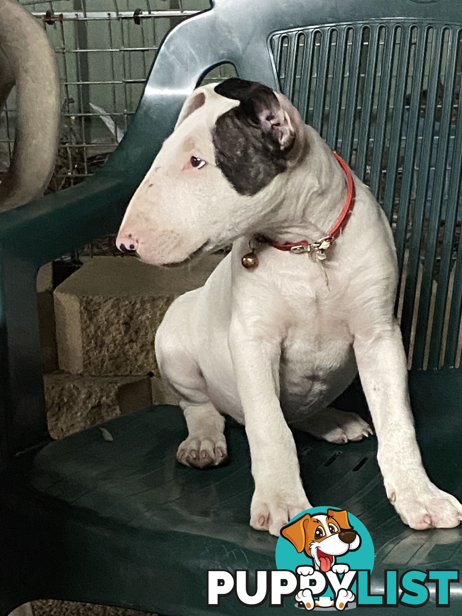 English bull terrier