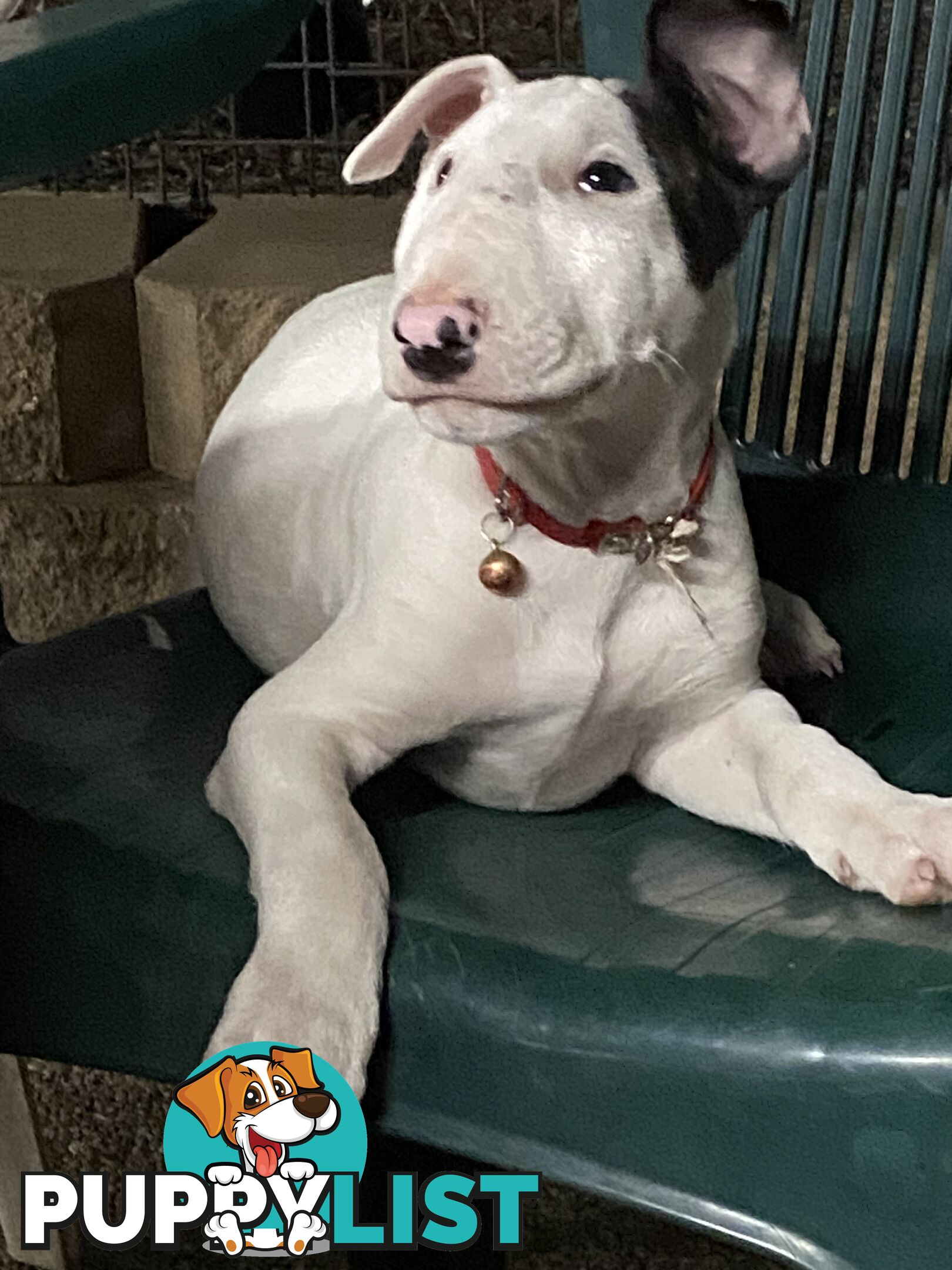 English bull terrier