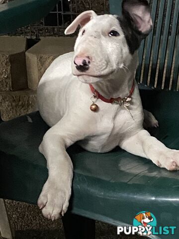 English bull terrier