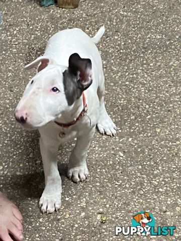 English bull terrier