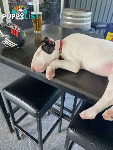 English bull terrier