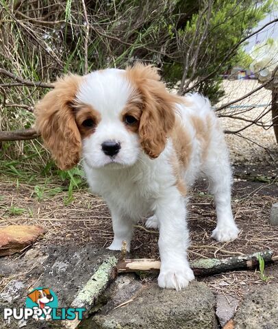 Cavalier King Charles Puppies Pure Bred Blenheim Boy