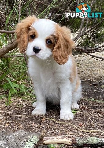 Cavalier King Charles Puppies Pure Bred Boys x2 Ballarat