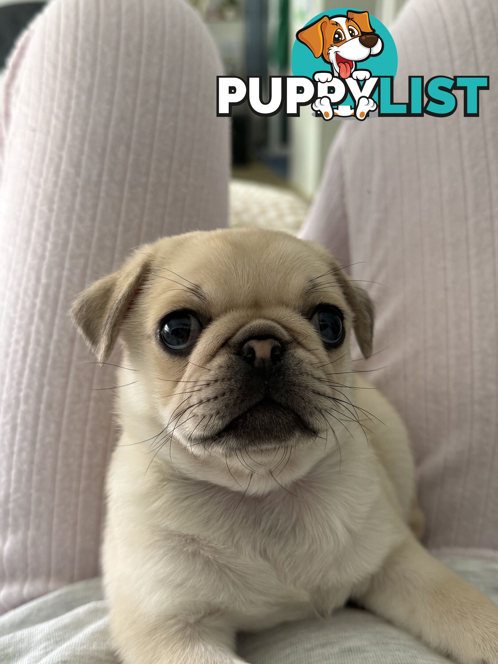 Purebred pug puppy
