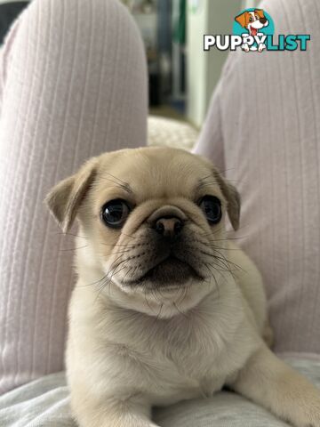 Purebred pug puppy