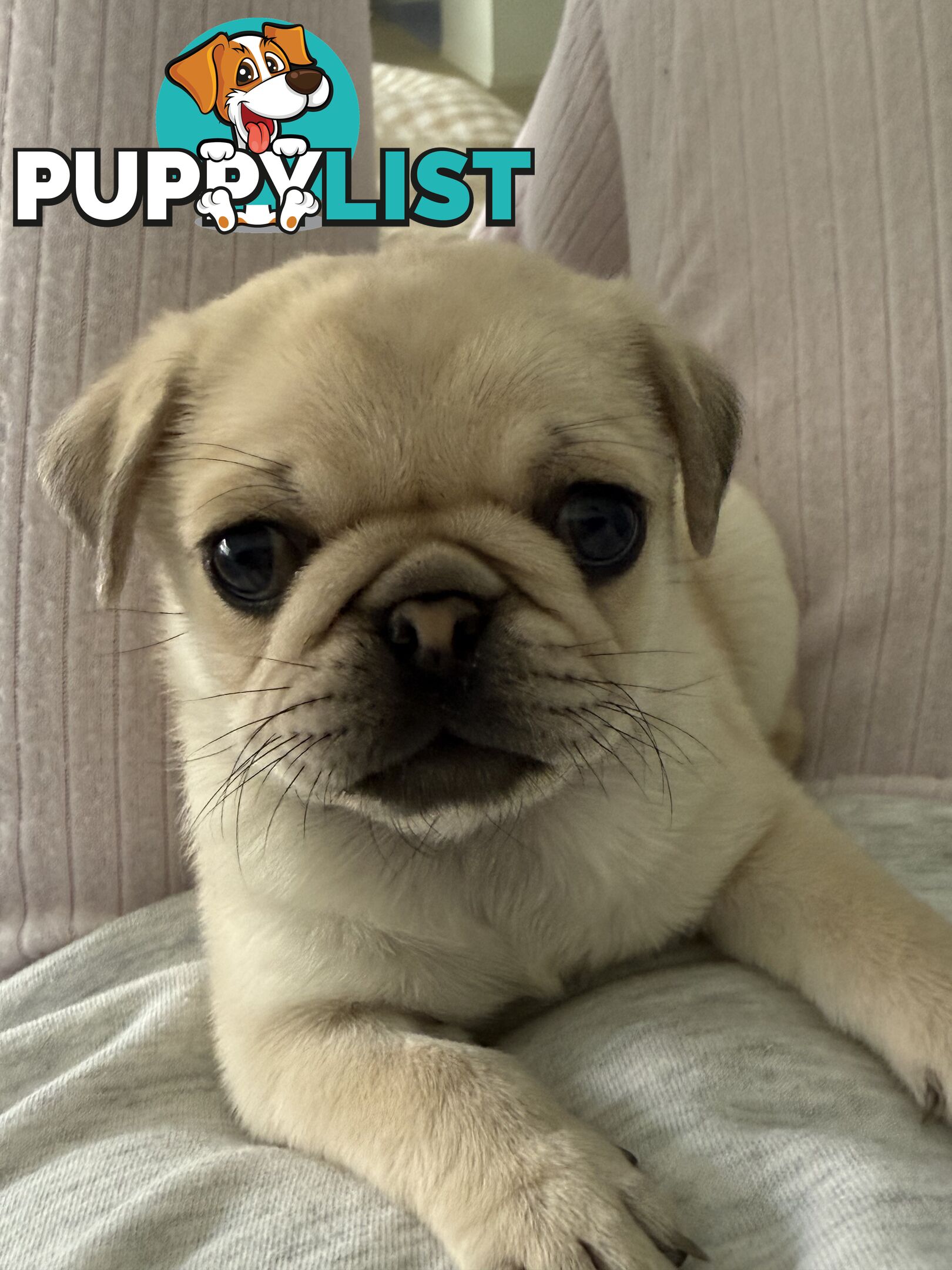 Purebred pug puppy
