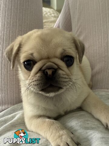 Purebred pug puppy