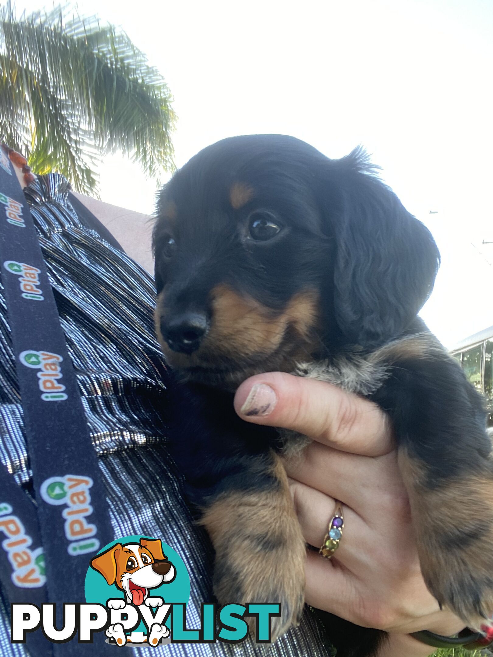 Pure Bred Miniature Dachshund Puppies. Available now!