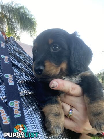 Pure Bred Miniature Dachshund Puppies. Available now!