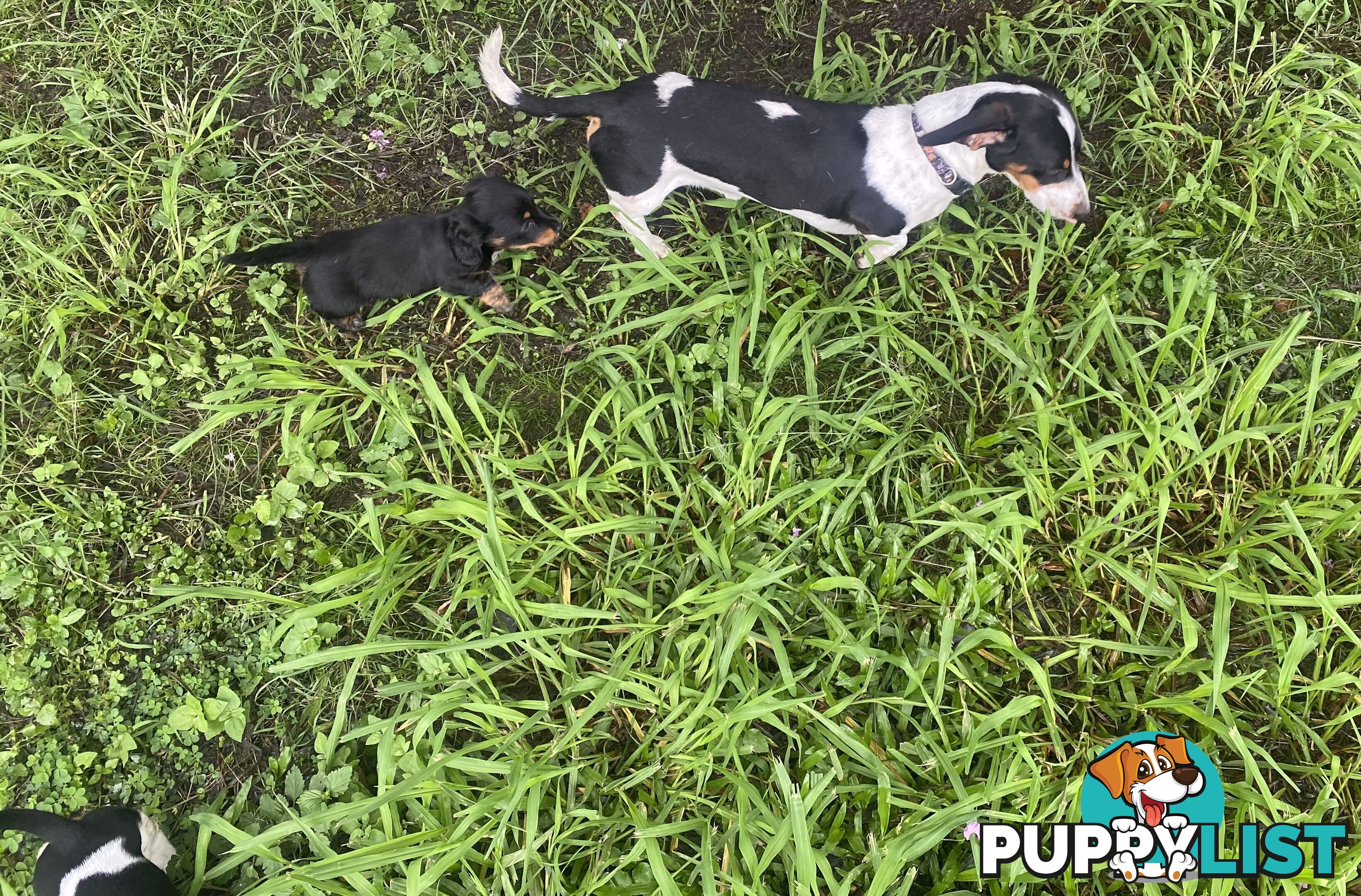 Pure Bred Miniature Dachshund Puppies. Available now!