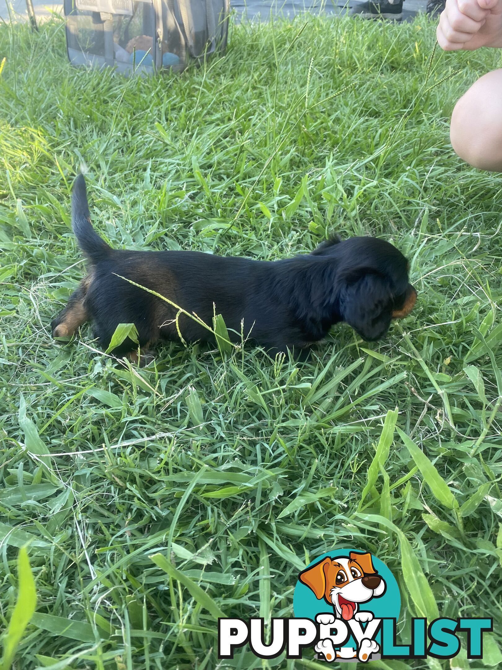 Pure Bred Miniature Dachshund Puppies. Available now!