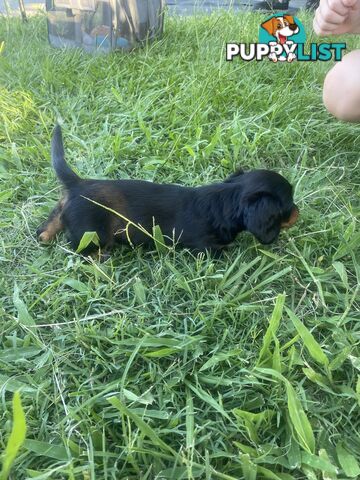 Pure Bred Miniature Dachshund Puppies. Available now!