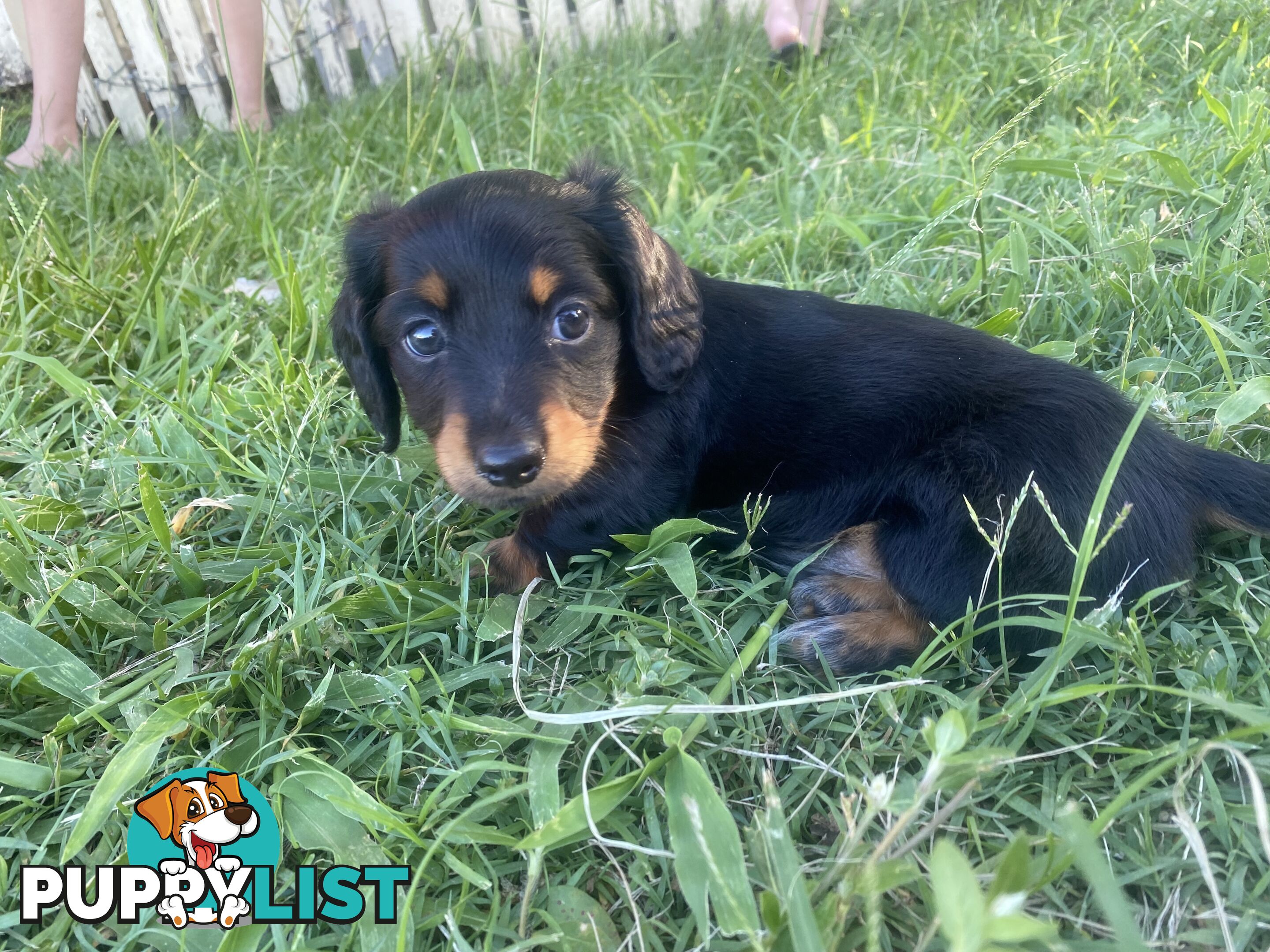 Pure Bred Miniature Dachshund Puppies. Available now!