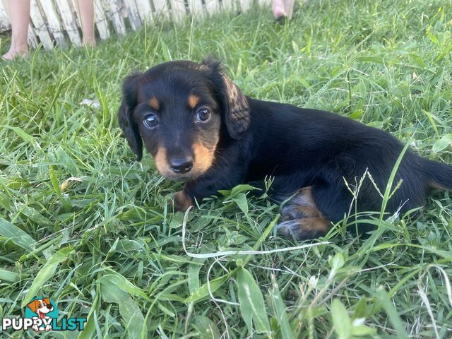 Pure Bred Miniature Dachshund Puppies. Available now!