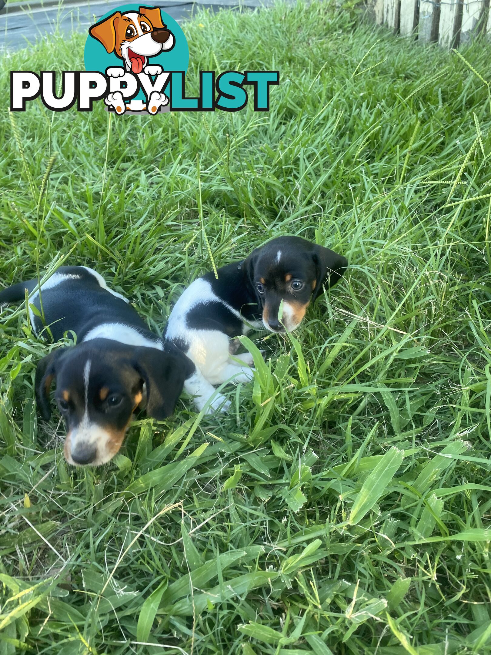 Pure Bred Miniature Dachshund Puppies. Available now!