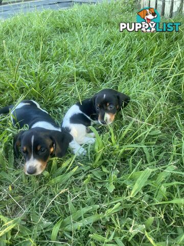 Pure Bred Miniature Dachshund Puppies. Available now!