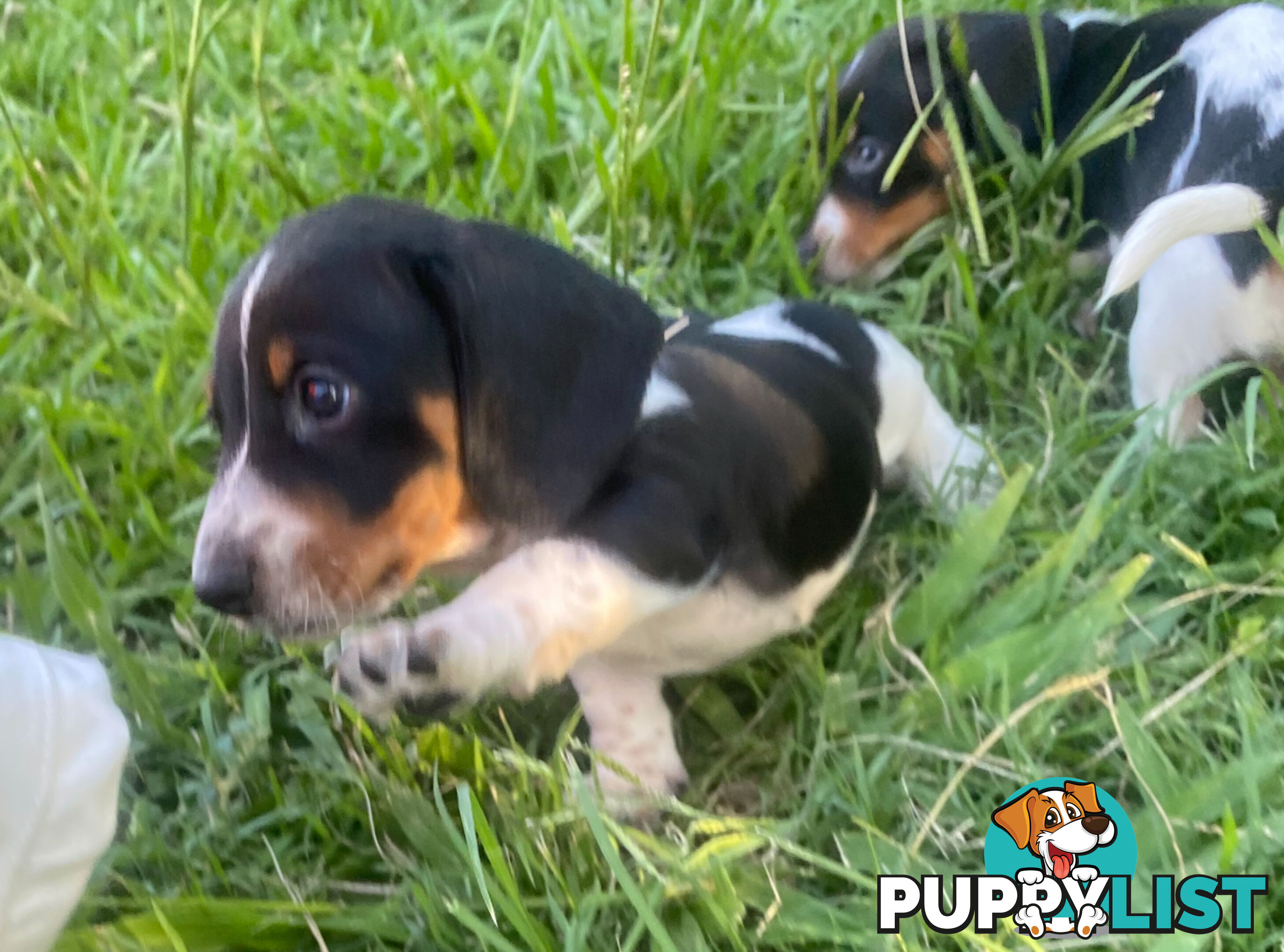 Pure Bred Miniature Dachshund Puppies. Available now!