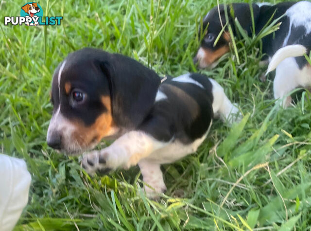 Pure Bred Miniature Dachshund Puppies. Available now!