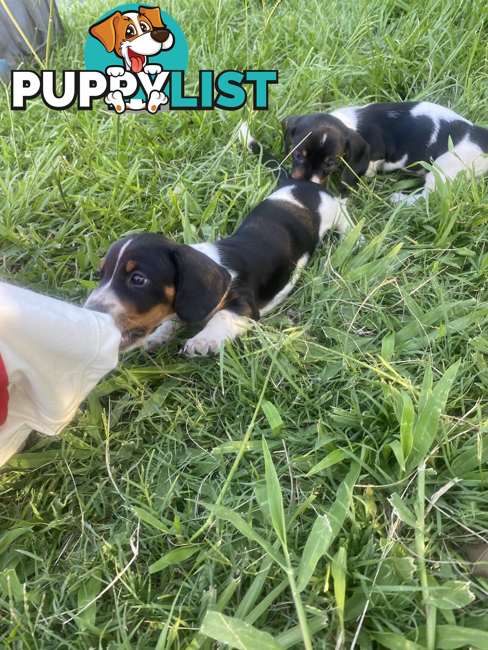 Pure Bred Miniature Dachshund Puppies. Available now!